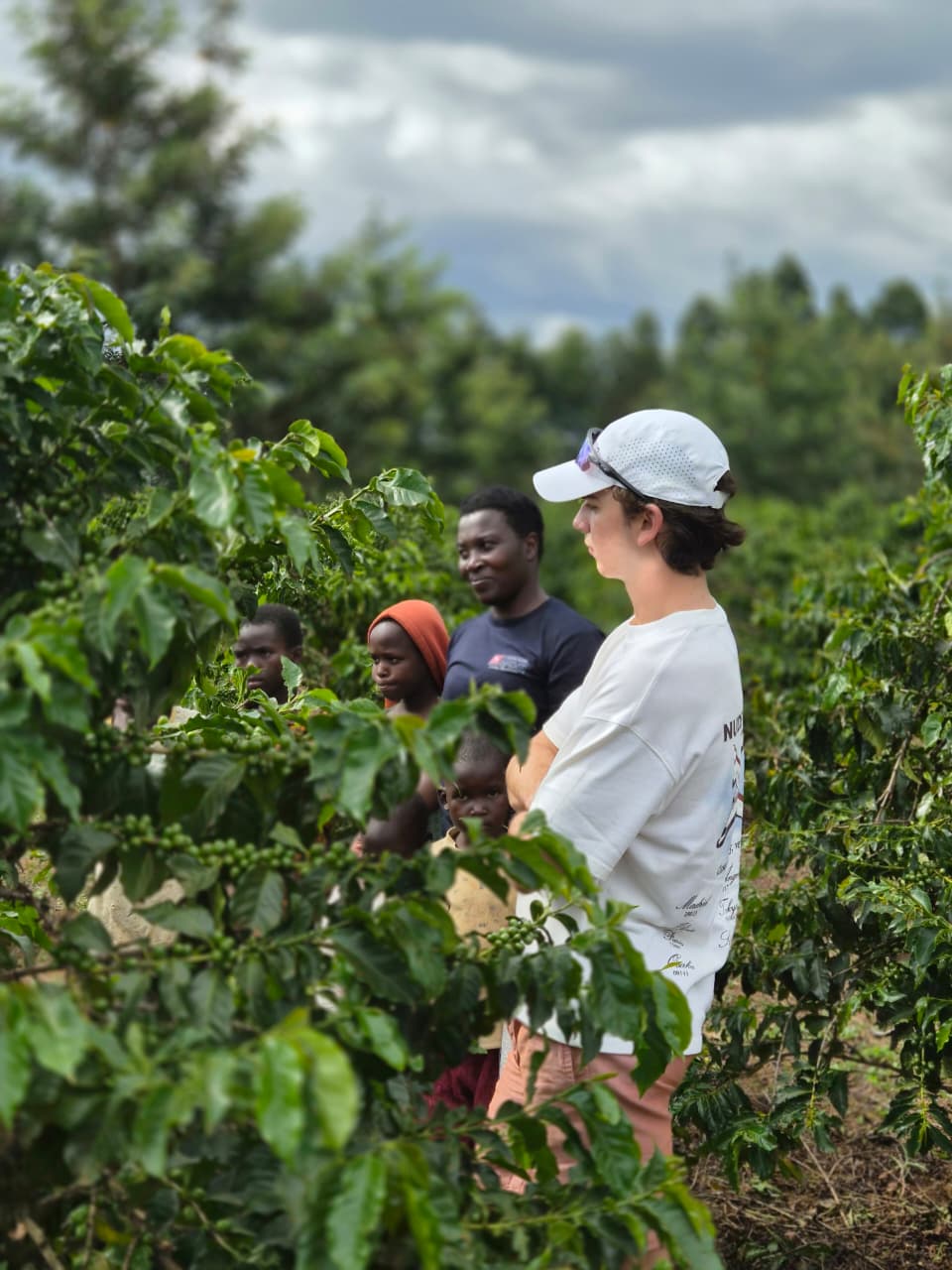 Ripe coffee cherries