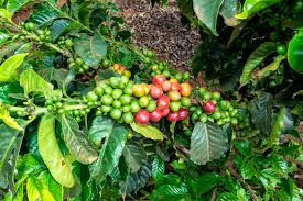 Batian coffee variety