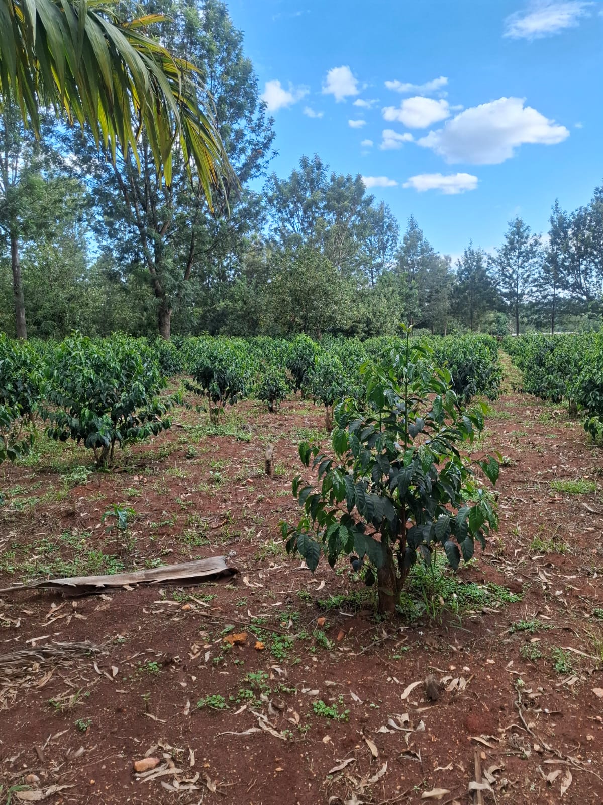 Kenyan highlands where coffee is grown