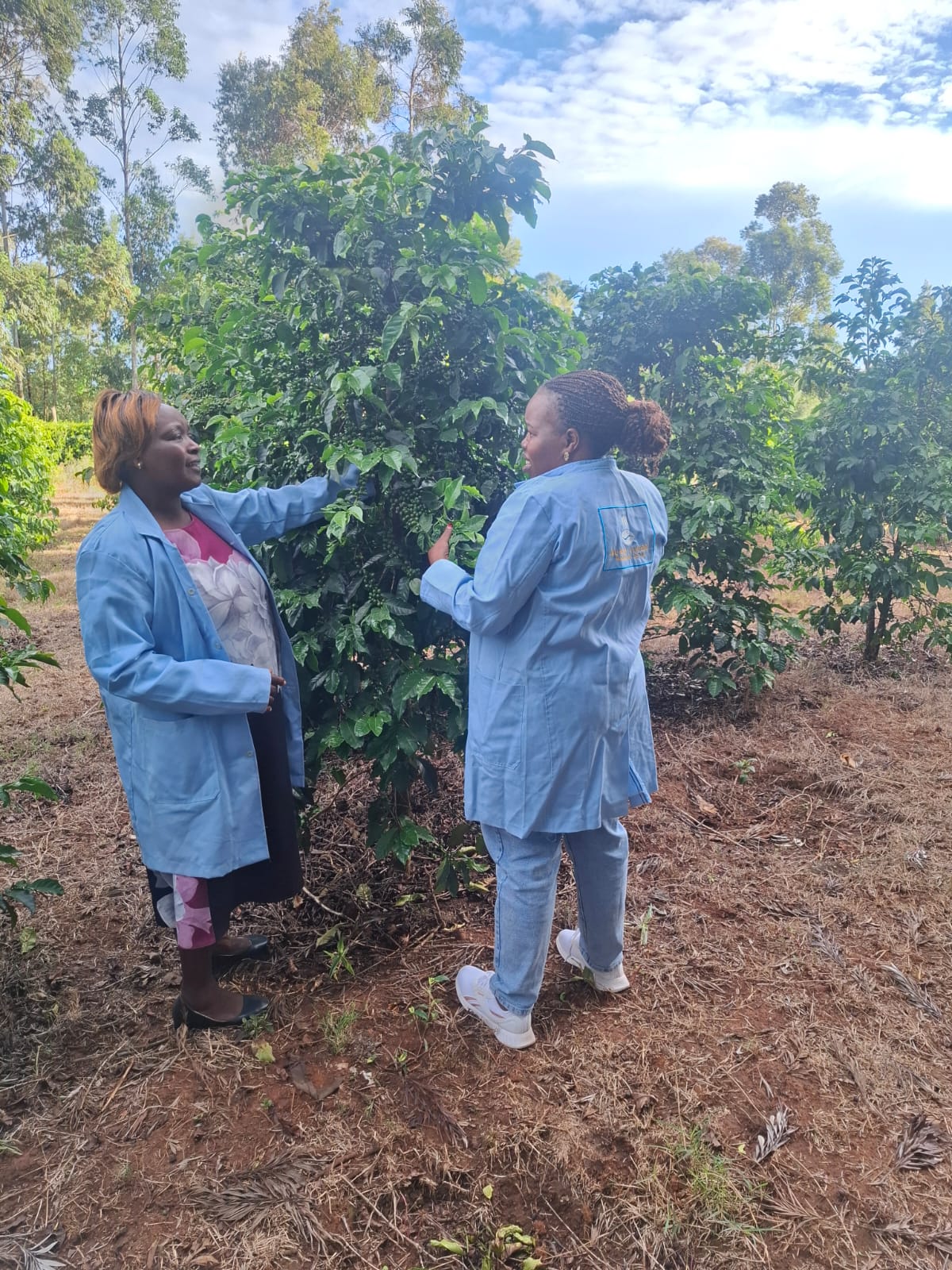 Kenyan coffee farmer holding freshly picked red coffee cherries