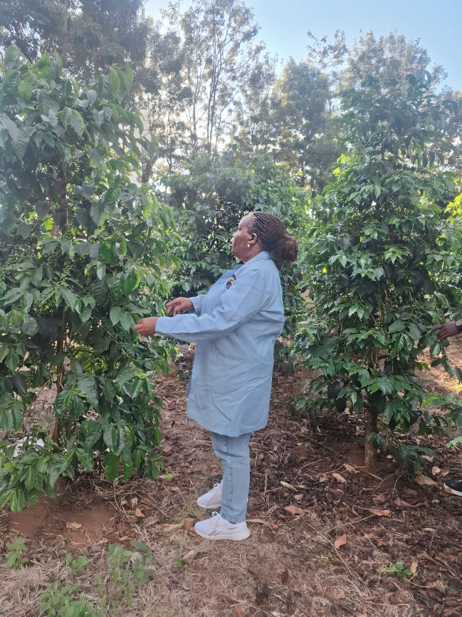 Coffee blossoms