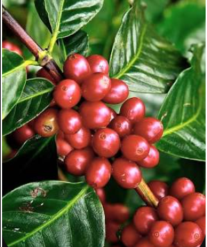 SL28 coffee variety