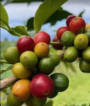SL34 coffee variety