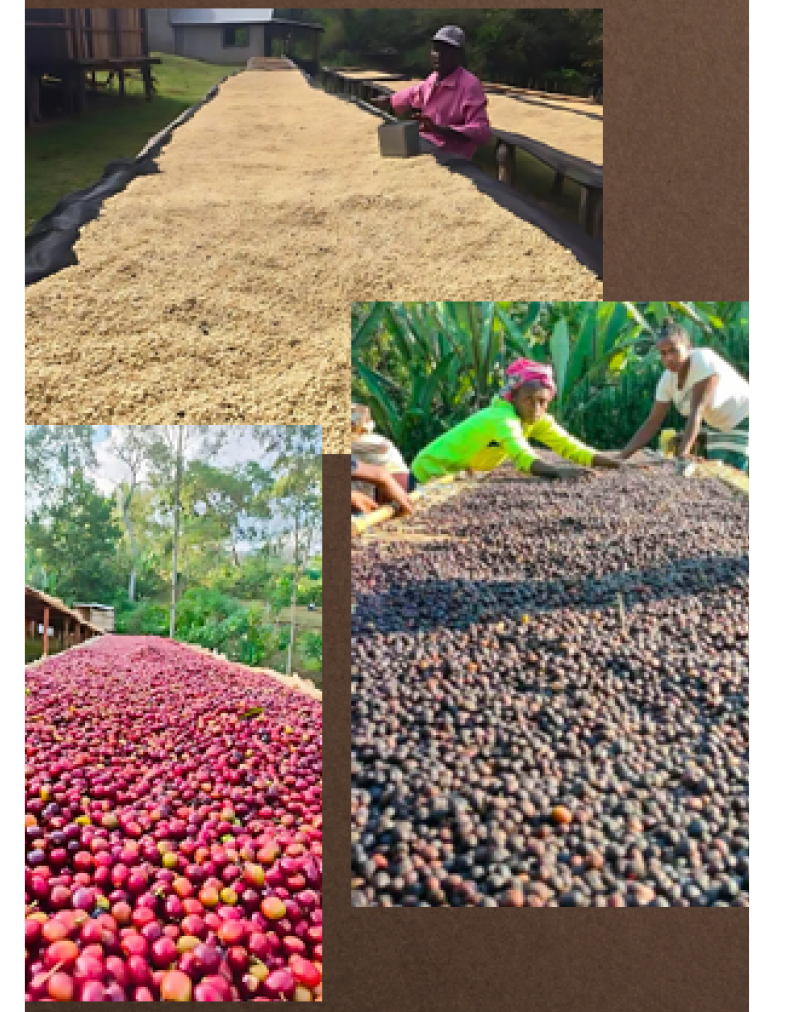 Specialty microlot coffee drying on raised beds